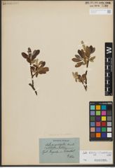 Foto von Salix helvetica Vill. x Salix waldsteiniana Willd.